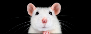 animal testing cruelty facts