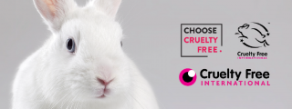 Choose Cruelty Free Logo, Leaping Bunny Logo and Cruelty Free International on an image with a white rabbit and grey background