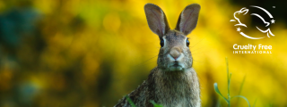 Brown rabbit looking to the camera with the Leaping Bunny logo on the image