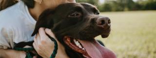 Close up of black dog being hugged by female owner