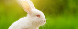 White rabbit with a blurred green background