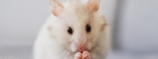 White mouse close up on blurred background