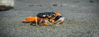 Orange and black crab on grey sand