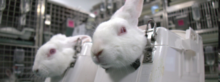 two white rabbits in stocks in a laboratory