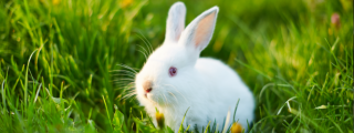 White rabbit in green grass