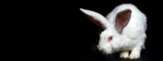 White rabbit on a black background