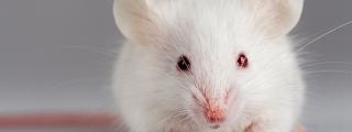 White rat close up looing at the camera on a grey background