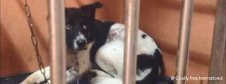 Black and white dog in a cage