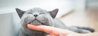 Grey cat with eyes closed and human finger stroking under chin