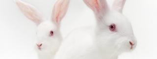 Two white rabbits close up on a white background
