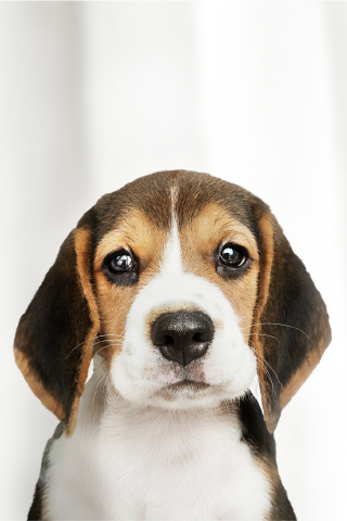 Beagle Puppy facing camera