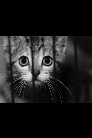 Cat in cage with black and white tint