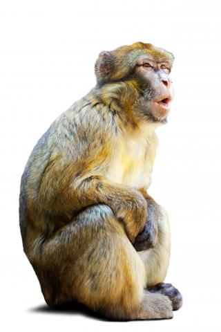 Macaque monkey on a white background