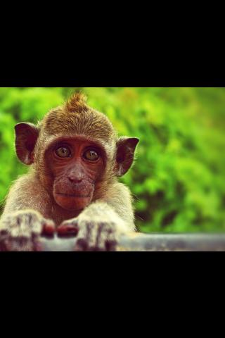 monkey looking straight into the camera against green leafy background