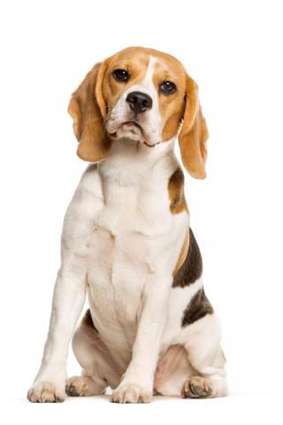 Beagle on a white background facing the camera