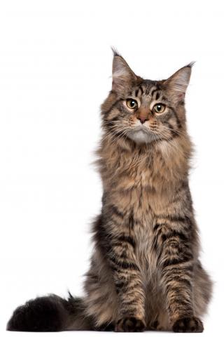 Brown cat on a white background facing the camera