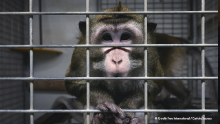 What is animal testing? | Cruelty Free International What is animal testing? | Cruelty Free International