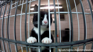 Black and white cat in cage at LPT