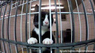 What is animal testing? | Cruelty Free International What is animal testing? | Cruelty Free International