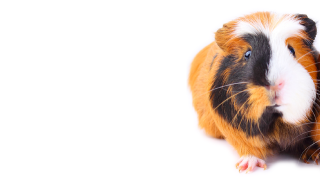 Brown, Black and white guinea pig close-up on white background