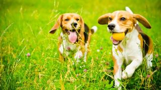 Two beagles running in the grass with tennis balls in mouths