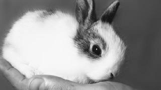 Black and white photo of rabbit in the palm of a hand 