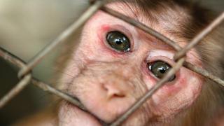 Arguments against animal testing | Cruelty Free International Arguments against animal testing | Cruelty Free International