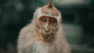 Macaque monkey looking directly at camera smiling