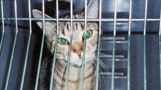 Arguments against animal testing | Cruelty Free International Arguments against animal testing | Cruelty Free International