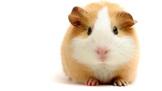 Close-up brown and white guinea pig