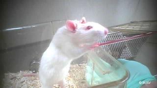 What is animal testing? | Cruelty Free International What is animal testing? | Cruelty Free International