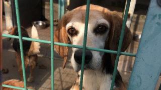 Close up of brown and white dog behind cage bars