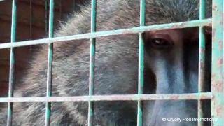 What is animal testing? | Cruelty Free International What is animal testing? | Cruelty Free International