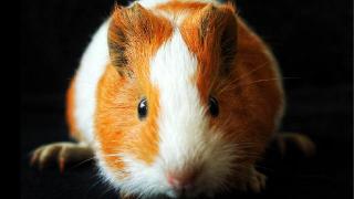 Close-up brown and white hamster on black background