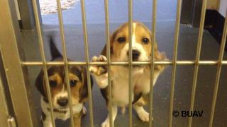 Two beagle Puppies in cage behind bars