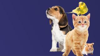 Beagle puppy, kitten, bird and hamster on a blue background