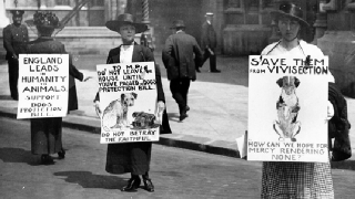 On 23 May 1919 we joined forces with Dogs Trust to hold a demonstration in Parliament Square