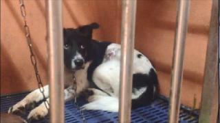 Black and white dog lying in a cage