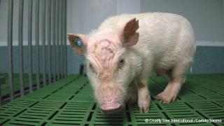 Arguments against animal testing | Cruelty Free International Arguments against animal testing | Cruelty Free International