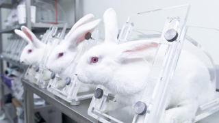 Three white rabbits in stocks in a laboratory