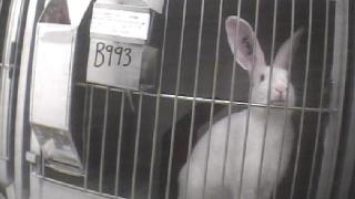 What is animal testing? | Cruelty Free International What is animal testing? | Cruelty Free International