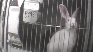 animal experiments