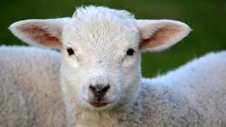 Close-up white sheep