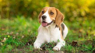 beagle lying in the grass