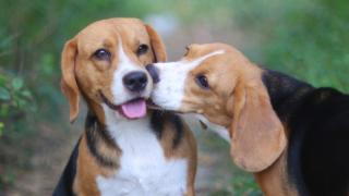 Two beagle with one beagle licking the others face