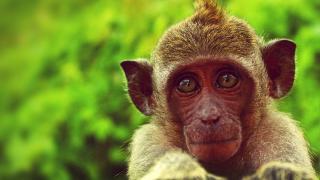 Close up of monkey on blurred green background