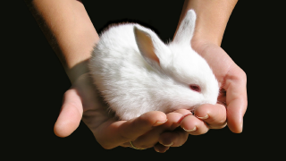 White rabbit being held in human hands on a black background