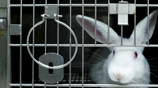 White rabbit in a cage
