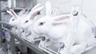 white rabbits in stocks