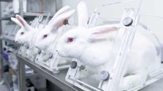 Judicial Review of UK Animal Testing Laws ends | Cruelty Free International